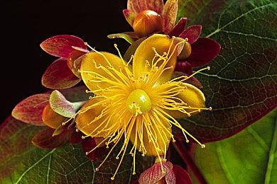 策略战棋游戏《长沼蟾蜍》发售日公布 11月19日发售